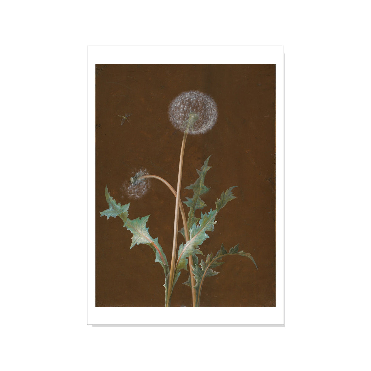 Dietzsch - Dandelion - Postcard STATIONERY La Vie Bien Dietzsch - Dandelion - Postcard