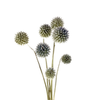 Dried Blue Globe Thistles
