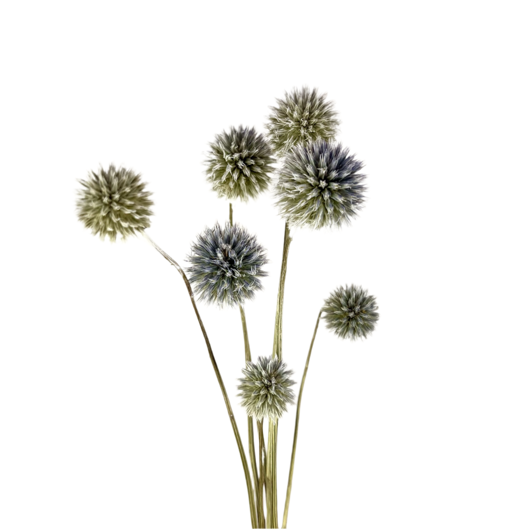 Dried Blue Globe Thistles