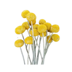 Dried Craspedia / Billy Ball Flowers - Yellow
