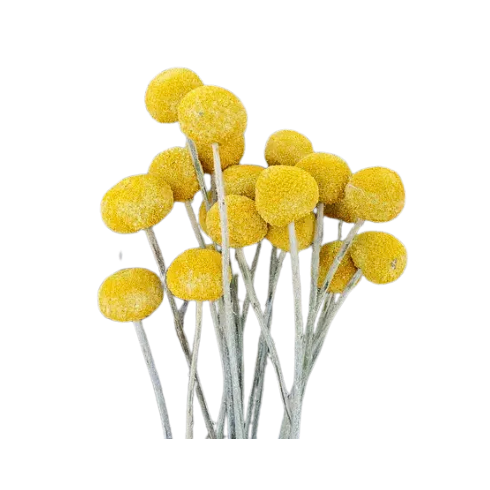 Dried Craspedia / Billy Ball Flowers - Yellow