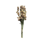 Dried Larkspur