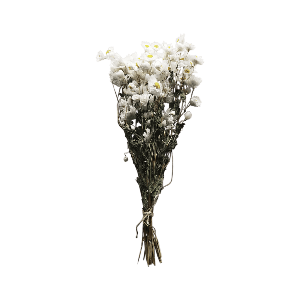 Dried Rodanthe