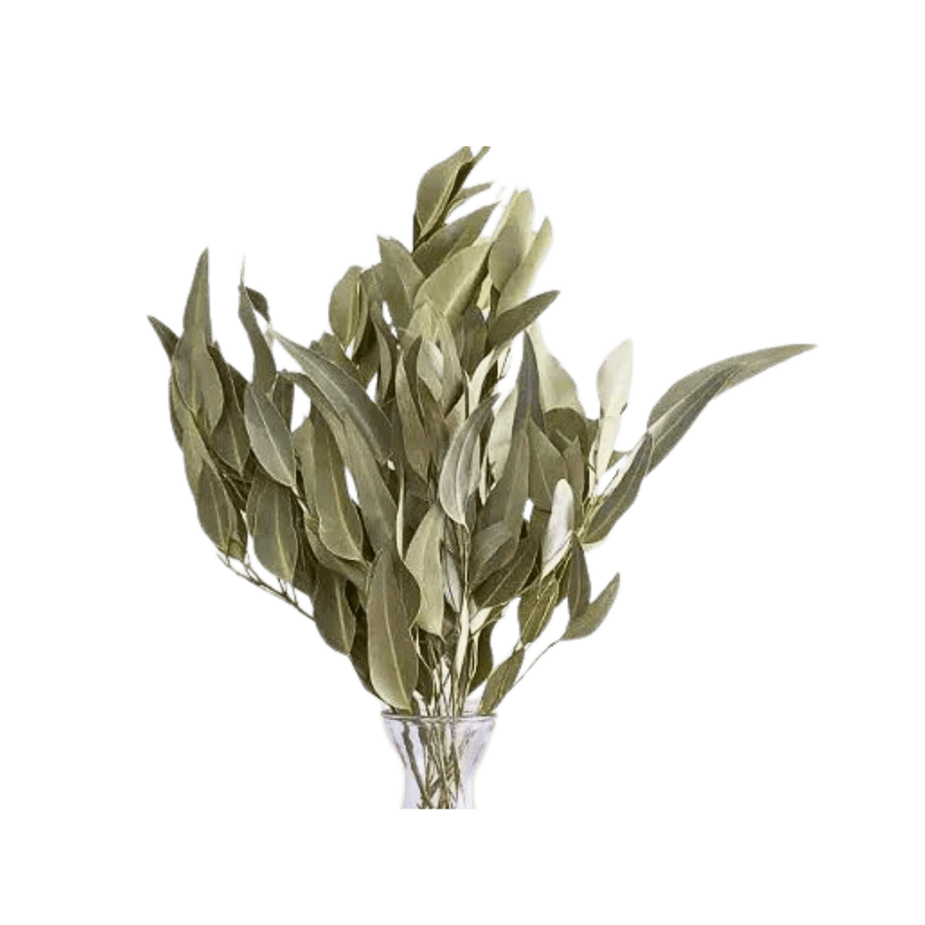 Dried Willow Eucalyptus - Sage Green