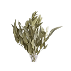 Dried Willow Eucalyptus - Sage Green
