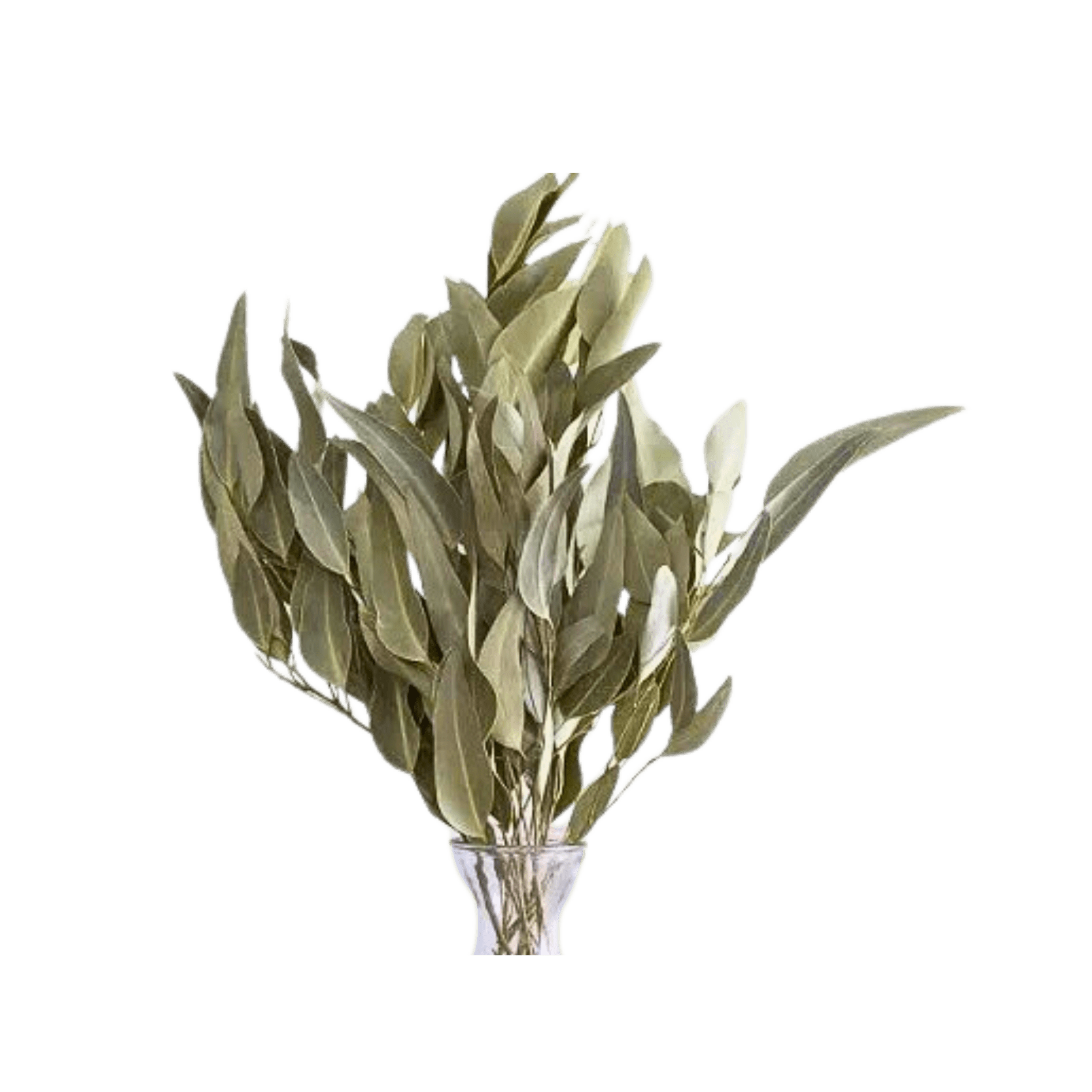 Dried Willow Eucalyptus - Sage Green