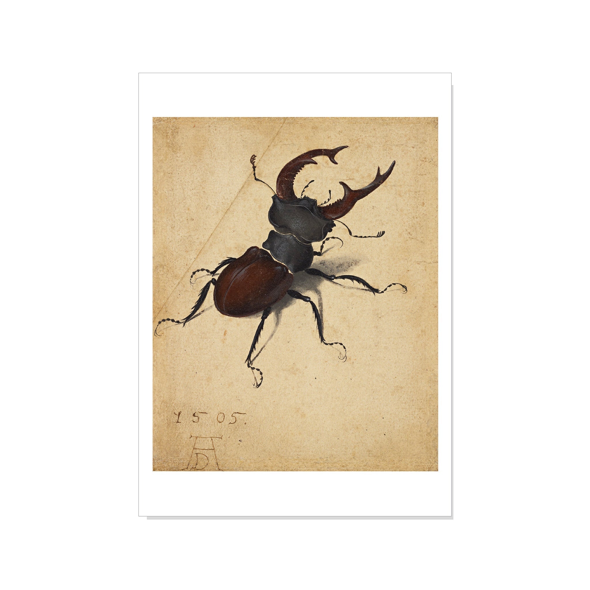 Dürer - Stag Beetle - Postcard STATIONERY La Vie Bien Dürer - Stag Beetle - Postcard