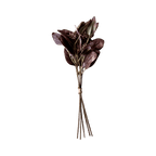 Eucalyptus Ruby Flower Stem