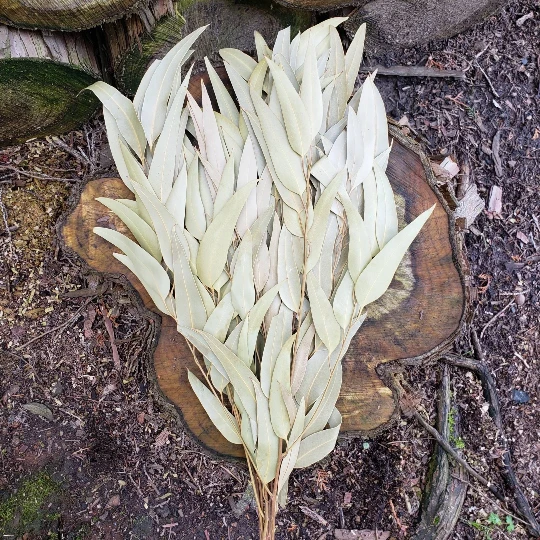 Dried Willow Eucalyptus - Sage Green by Source by Studio Skara