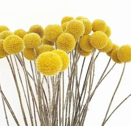 Dried Craspedia / Billy Ball Flowers - Yellow by Source by Studio Skara