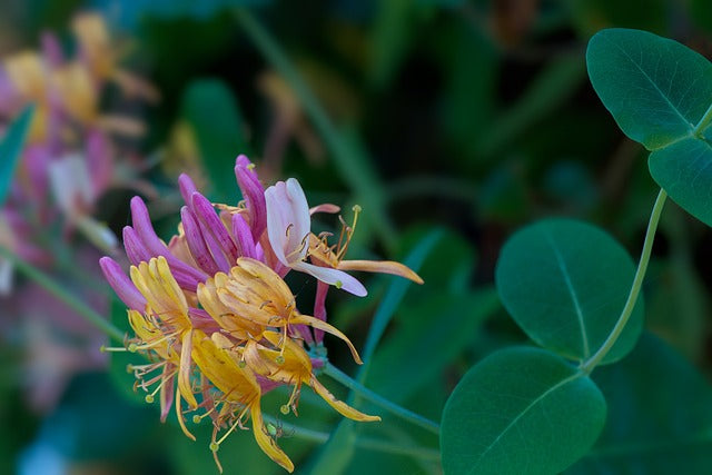 CHEVREFEUILLE | LUXURY SOAP