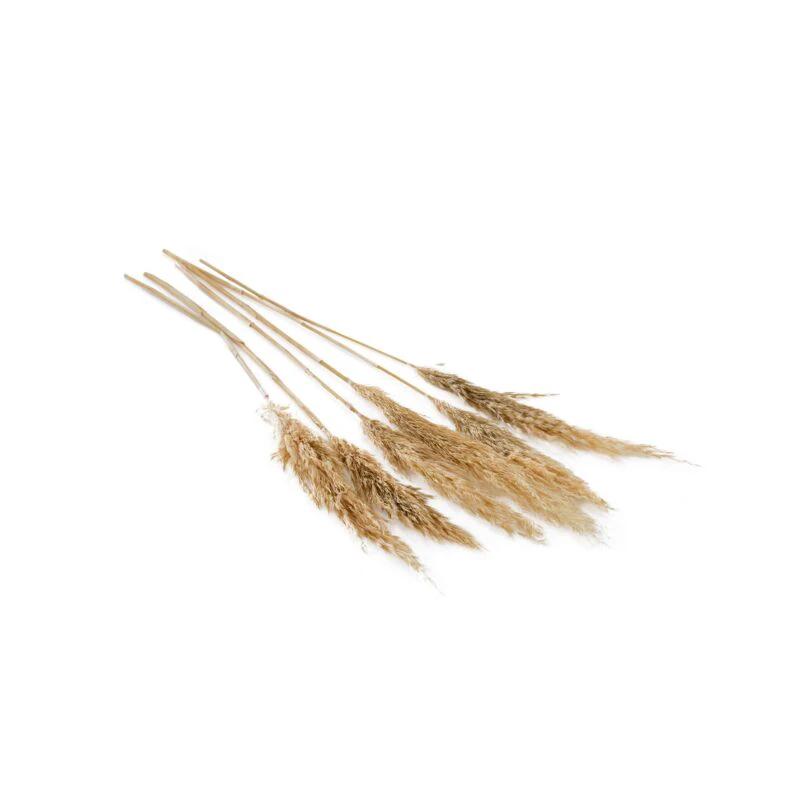 Fluffy Dried Pampas Grass by White Cliff Studio