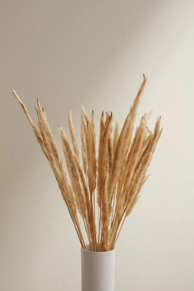 Fluffy Dried Pampas Grass by White Cliff Studio