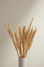 Fluffy Dried Pampas Grass by White Cliff Studio