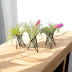 Geometric Air Plant Stand – Modern Metal Plant Holder with Live Tillandsia – Minimalist Desk or Shelf Decor by Air Plant Direct