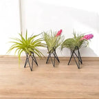 Geometric Air Plant Stand – Modern Metal Plant Holder with Live Tillandsia – Minimalist Desk or Shelf Decor by Air Plant Direct