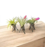Geometric Air Plant Stand – Modern Metal Plant Holder with Live Tillandsia – Minimalist Desk or Shelf Decor by Air Plant Direct