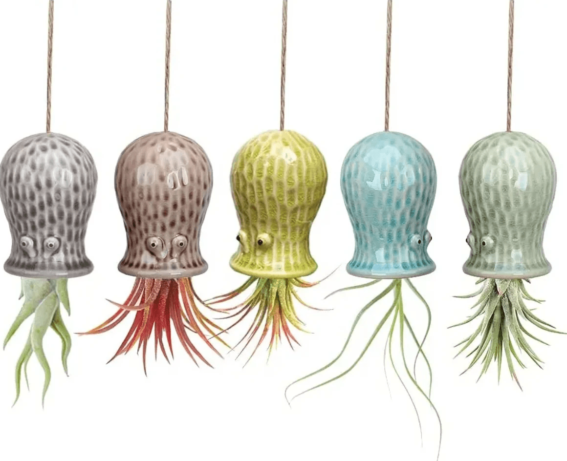 Hanging Air Plant Buddies by Air Plant Direct