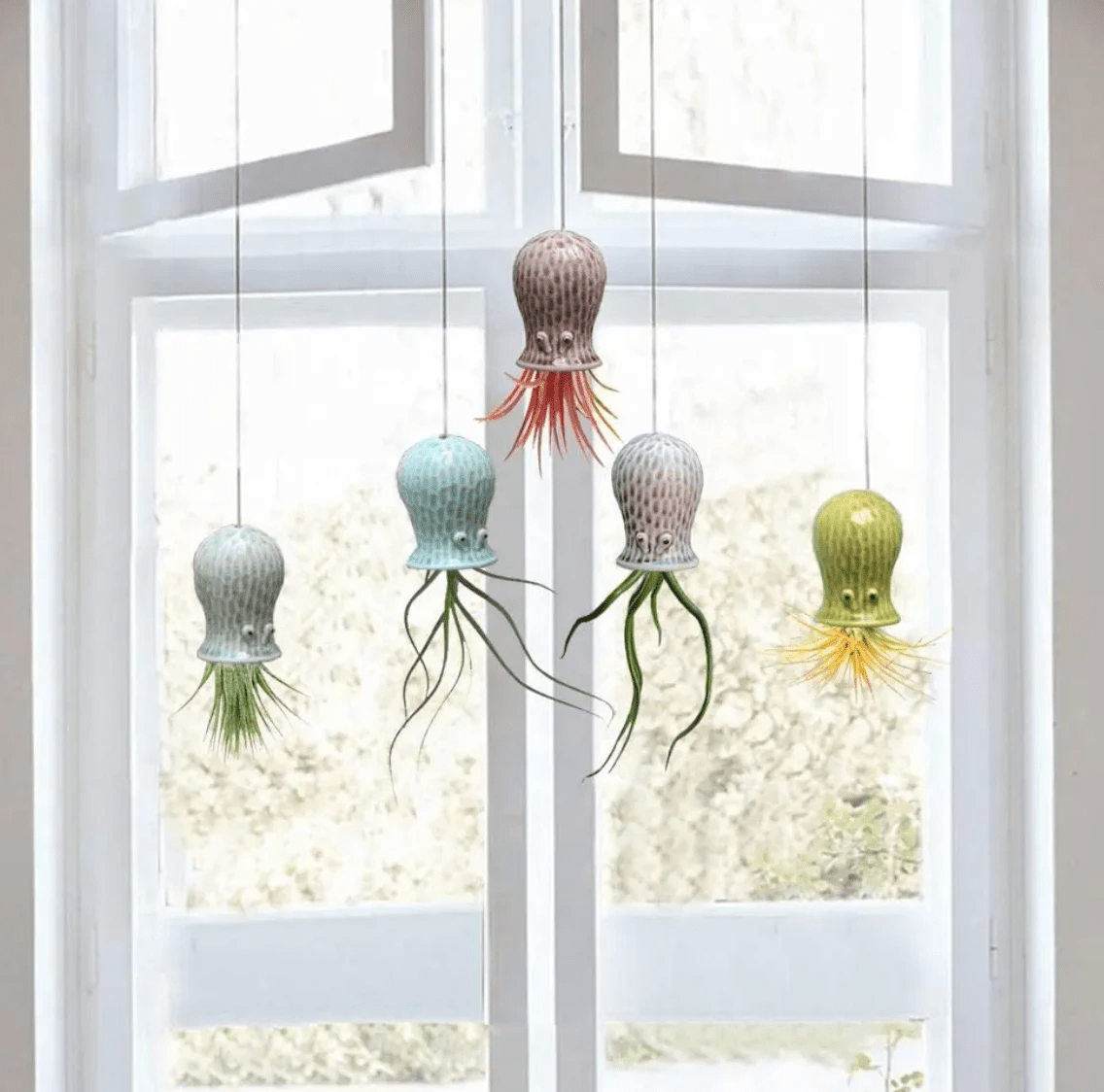 Hanging Air Plant Buddies by Air Plant Direct