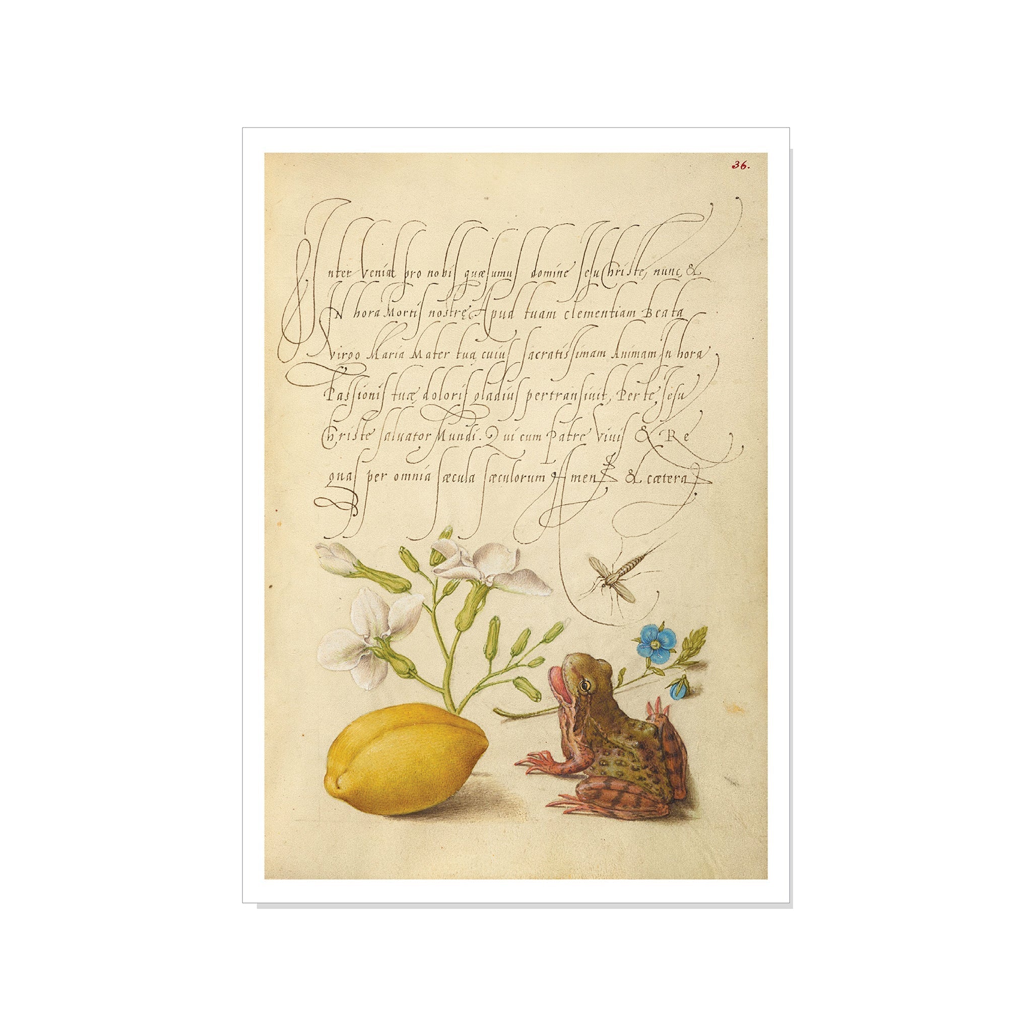 Hoefnagel - Gillyflower, Insect, Germander, Almond, and Frog - Postcard STATIONERY La Vie Bien Hoefnagel - Gillyflower, Insect, Germander, Almond, and Frog - Postcard