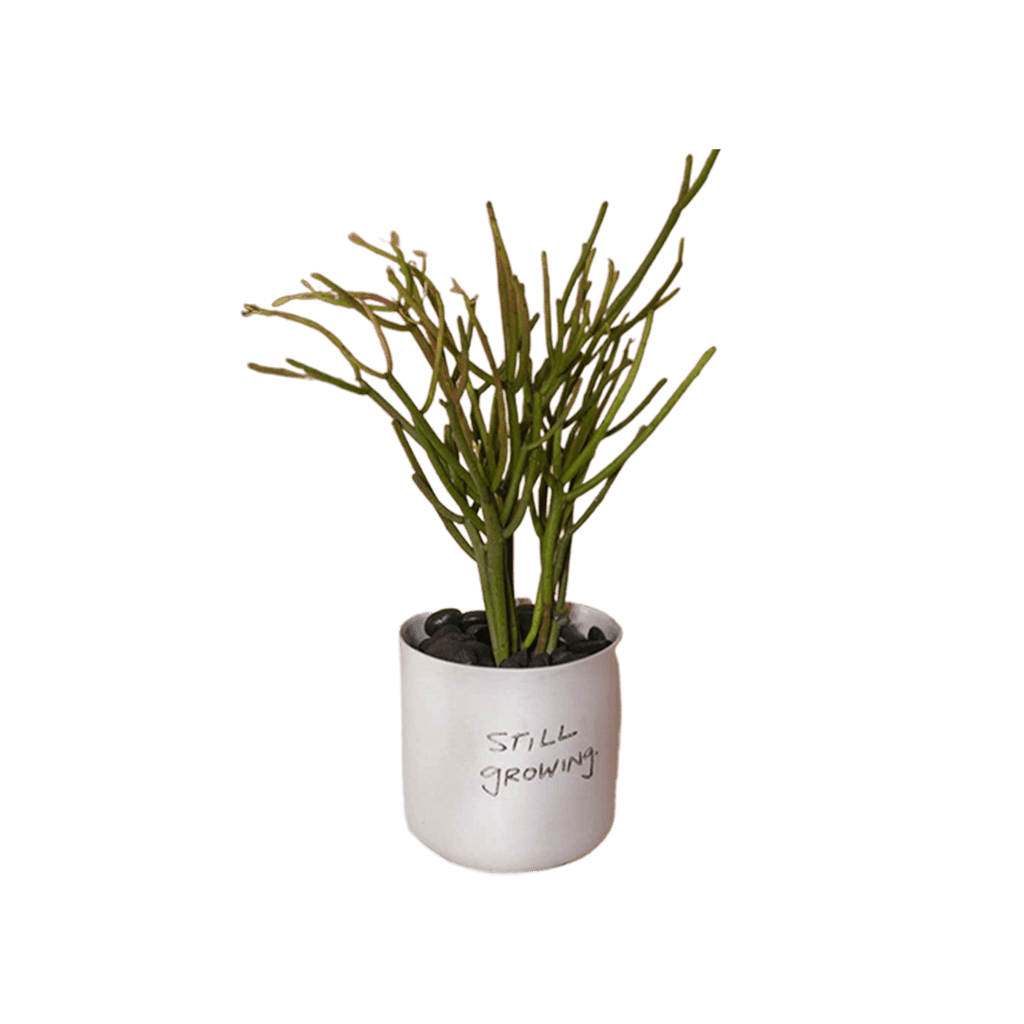 Honesty Pot White