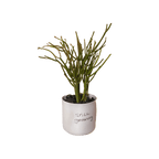 Honesty Pot White
