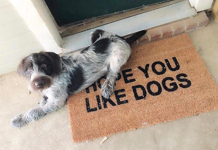 Hope You Like Dogs Funny Doormat by Nickel Designs Custom Doormats