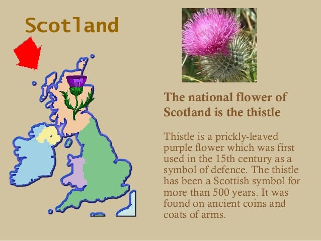 Scottish Thistle Pewter Scarf Ring - Handmade in Scotland