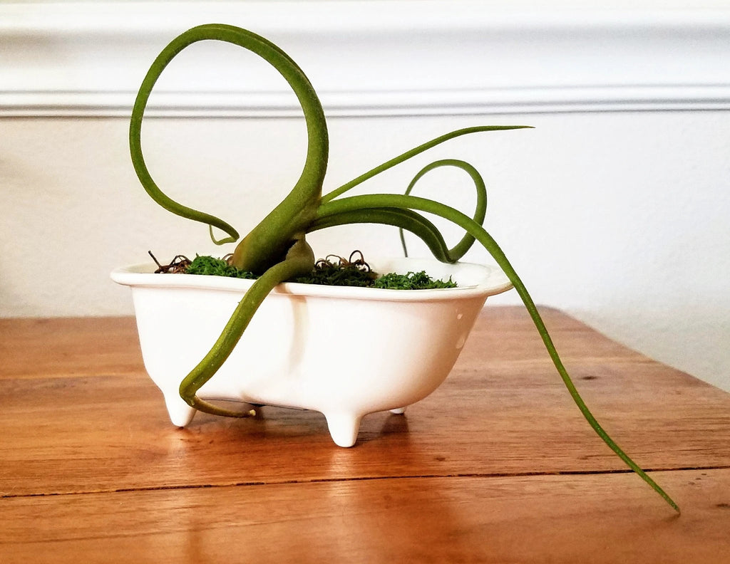 Small Bathtub Planter by Mountain Mudworks