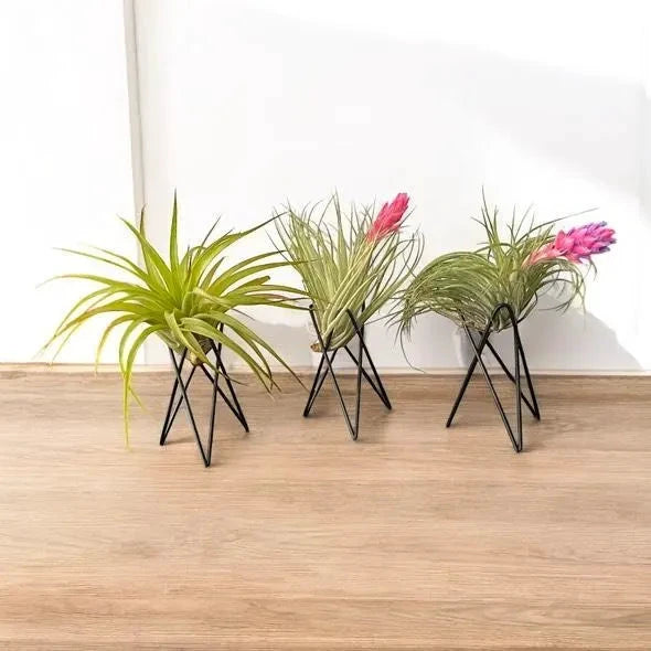 Geometric Air Plant Stand – Modern Metal Plant Holder with Live Tillandsia – Minimalist Desk or Shelf Decor by Air Plant Direct
