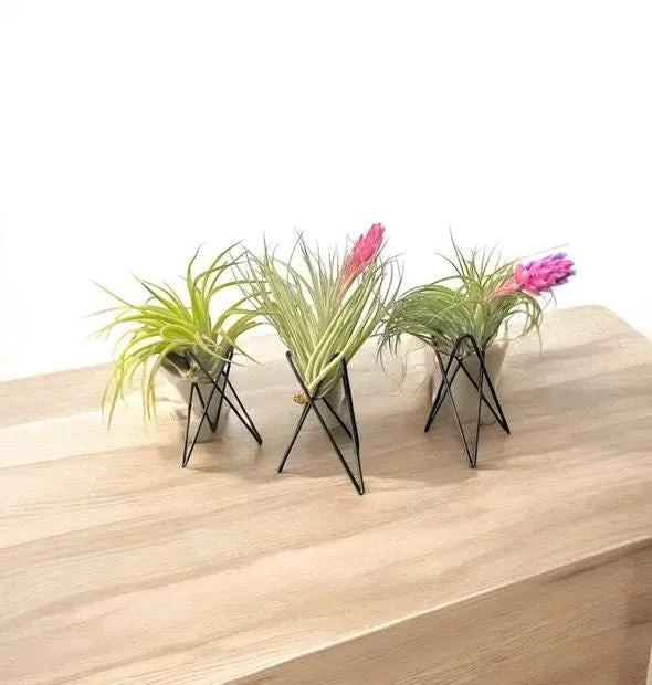 Geometric Air Plant Stand – Modern Metal Plant Holder with Live Tillandsia – Minimalist Desk or Shelf Decor by Air Plant Direct