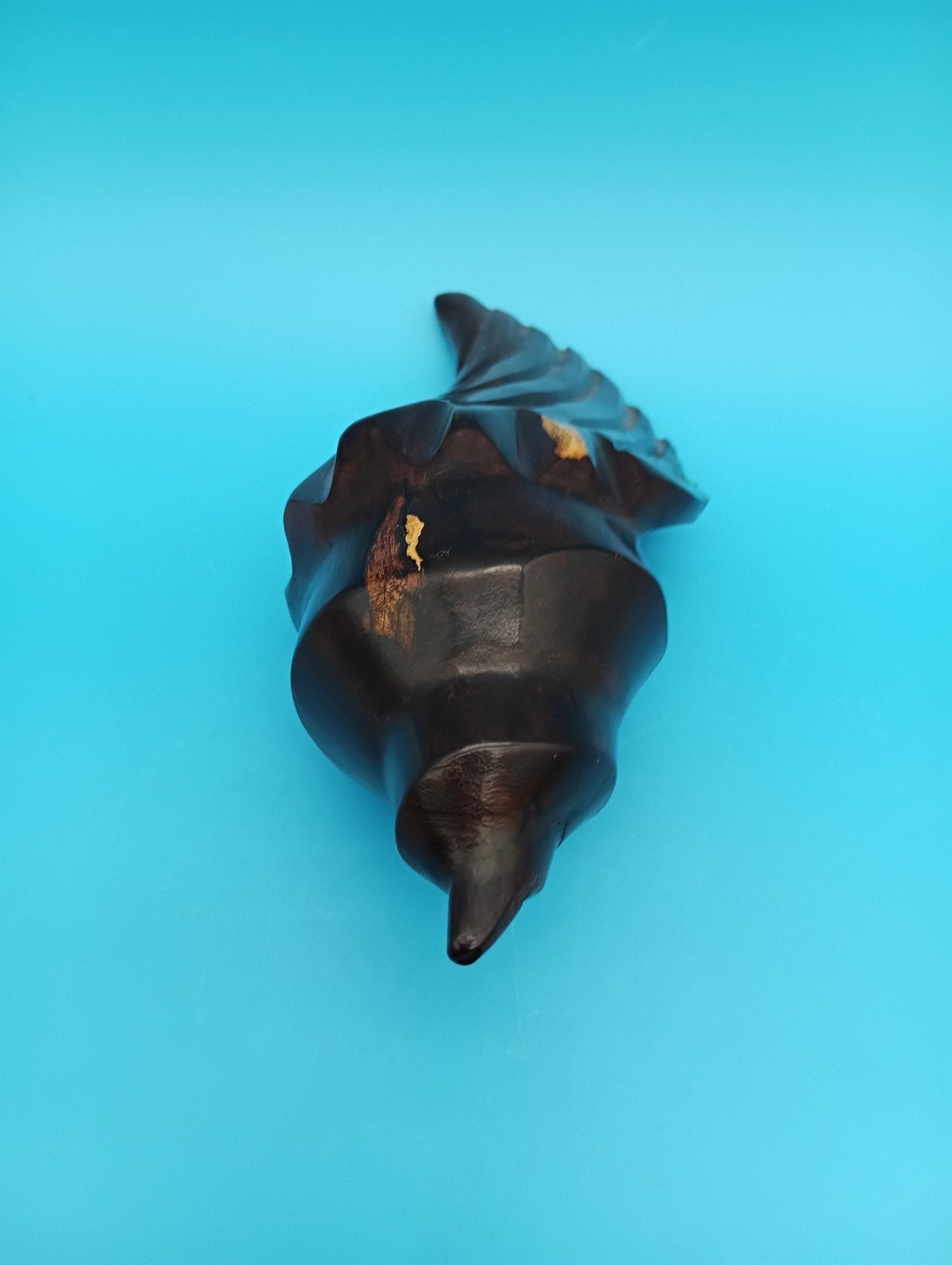 Ironwood Carved Conch Shell – 6.5" Coastal Decor Accent Wood Accent La Vie Bien Ironwood Carved Conch Shell – 6.5" Coastal Decor Accent