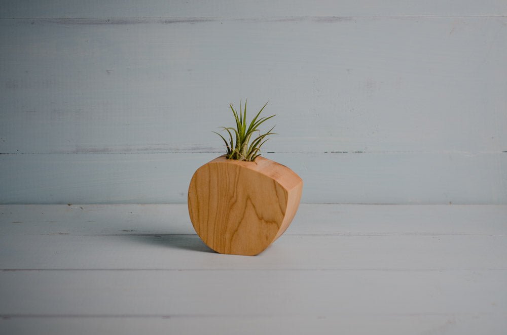 Little Air Plant Holder