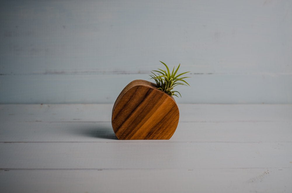 Little Air Plant Holder