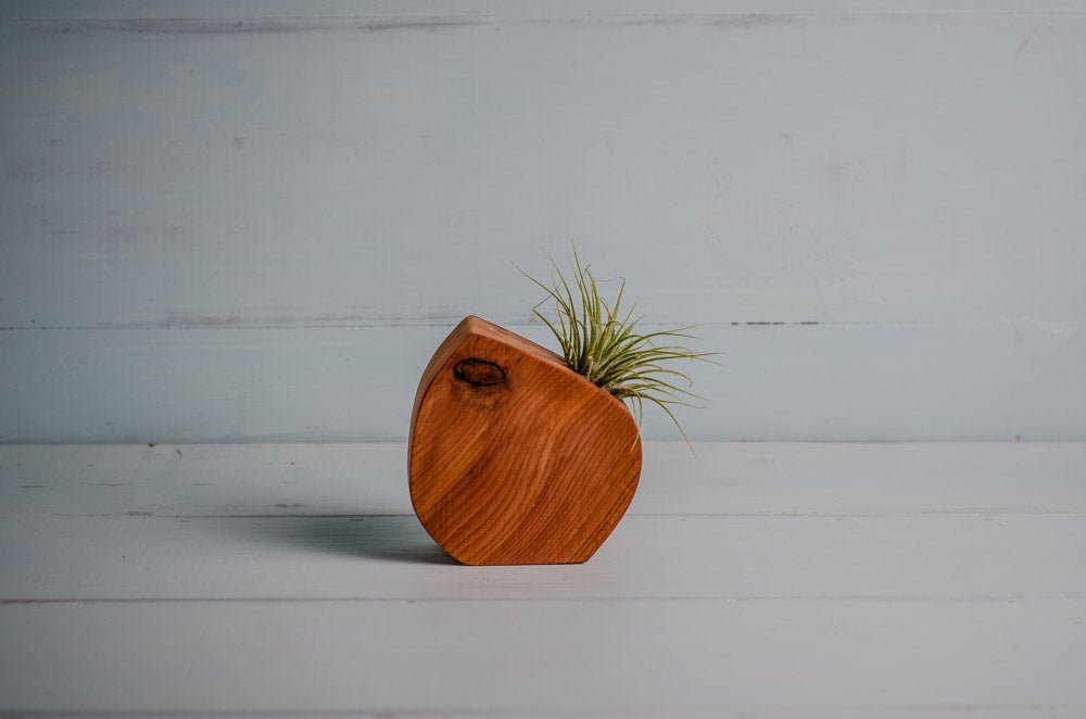 Little Air Plant Holder