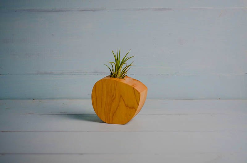 Little Air Plant Holder Home Decor La Vie Bien Little Air Plant Holder