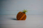 Little Air Plant Holder Home Decor La Vie Bien Little Air Plant Holder