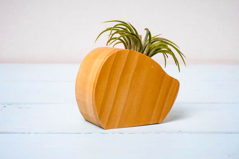 Little Air Plant Holder Home Decor La Vie Bien Little Air Plant Holder