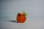Little Air Plant Holder Home Decor La Vie Bien Little Air Plant Holder