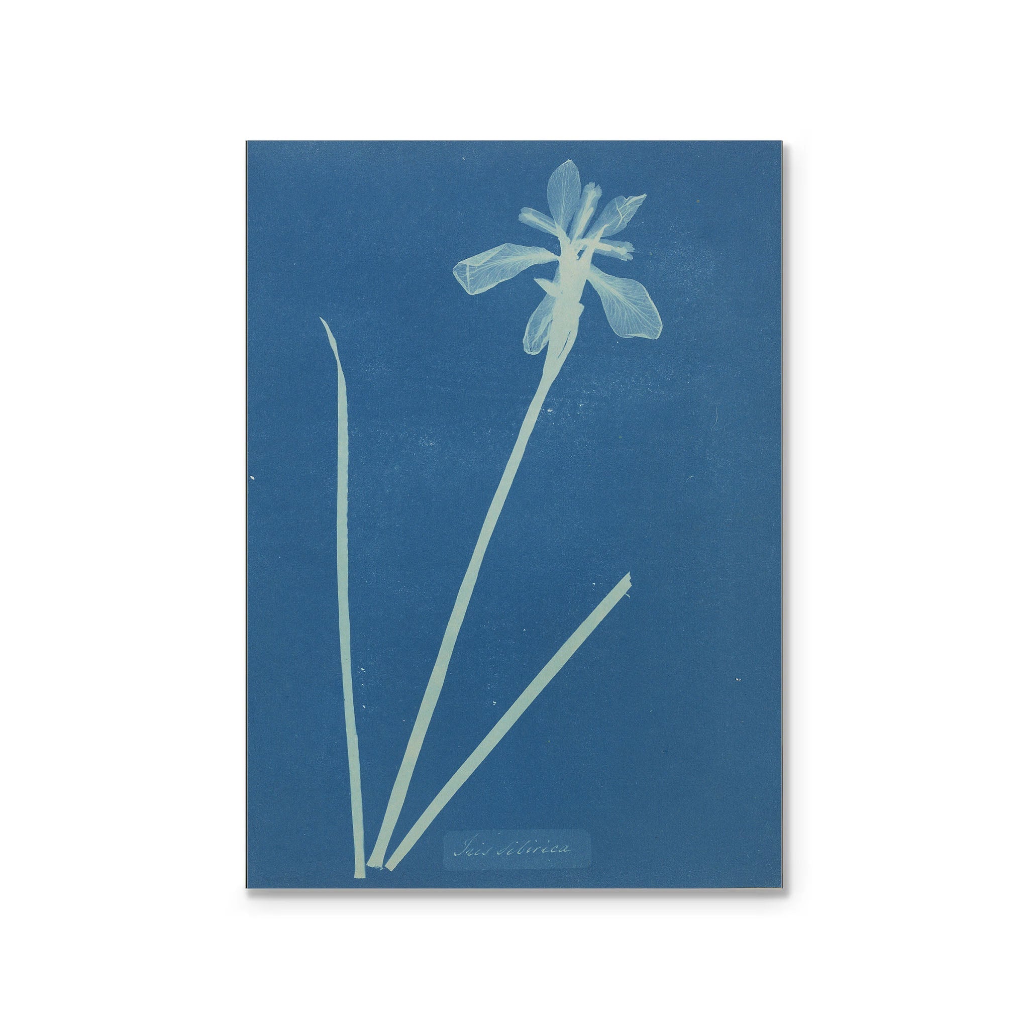 Magnet - Atkins Iris Sibirica STATIONERY La Vie Bien Magnet - Atkins Iris Sibirica