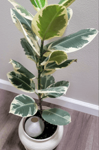 Moon Plant Watering Spike