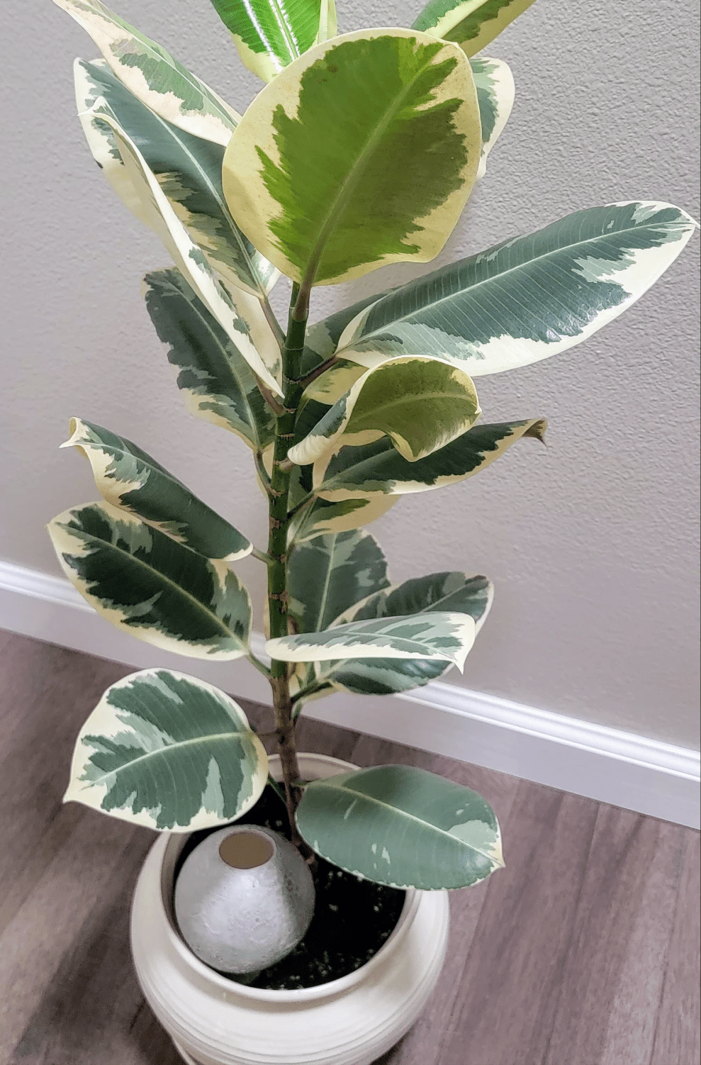 Moon Plant Watering Spike