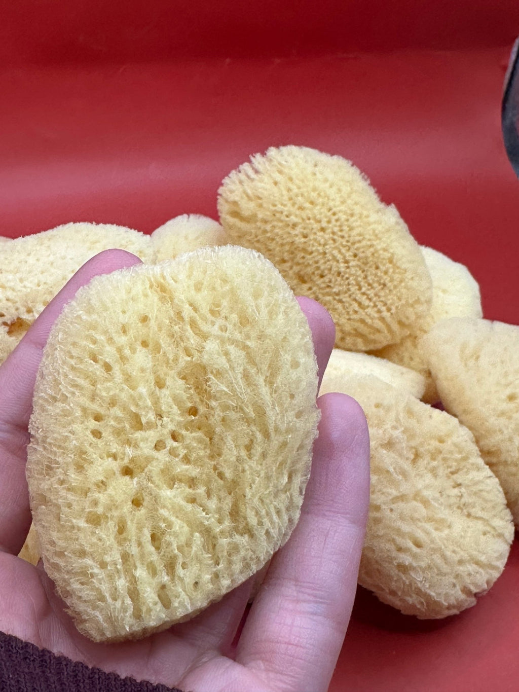 Natural Cosmetic Sea Sponge – 2–2.5" La Vie Bien Natural Cosmetic Sea Sponge – 2–2.5"