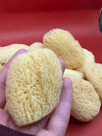 Natural Cosmetic Sea Sponge – 2–2.5" La Vie Bien Natural Cosmetic Sea Sponge – 2–2.5"
