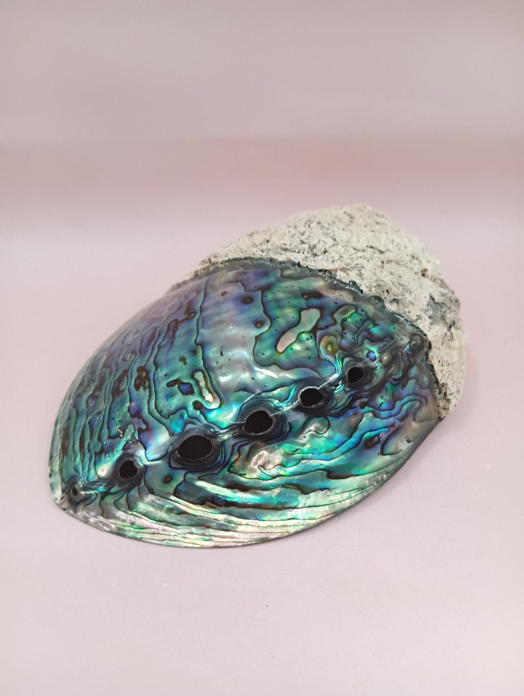 Natural New Zealand Paua Shell – Haliotis iris from Fiordland Shells La Vie Bien Natural New Zealand Paua Shell – Haliotis iris from Fiordland
