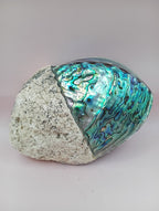 Natural New Zealand Paua Shell – Haliotis iris from Fiordland Shells La Vie Bien Natural New Zealand Paua Shell – Haliotis iris from Fiordland