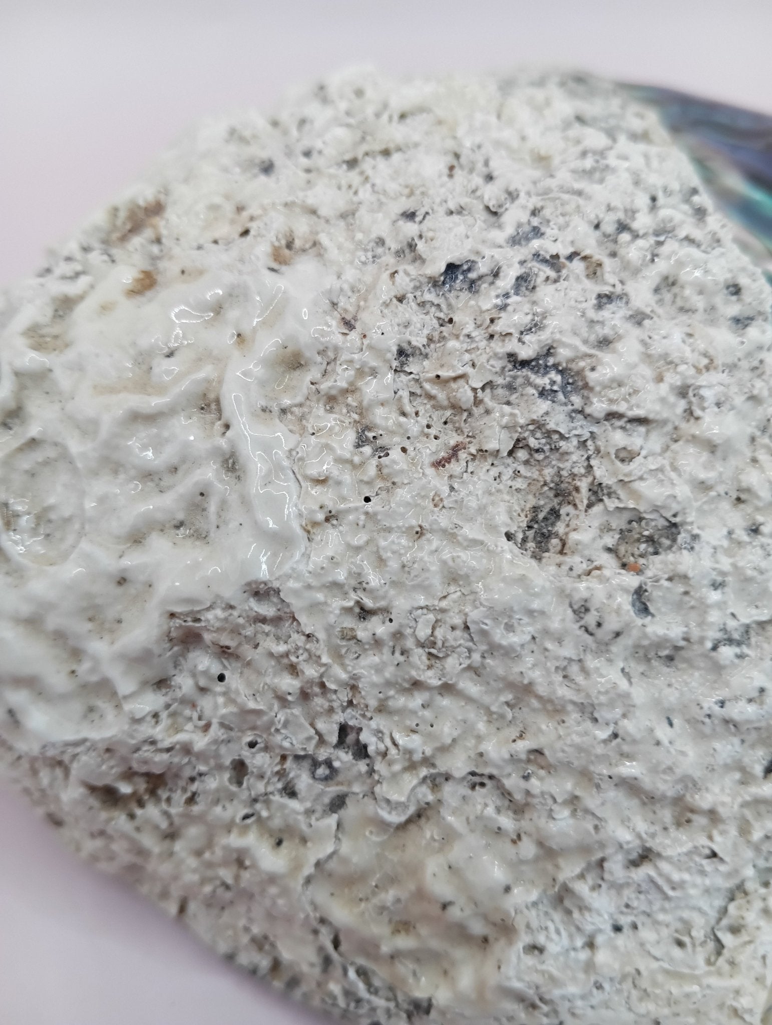 Natural New Zealand Paua Shell – Haliotis iris from Fiordland Shells La Vie Bien Natural New Zealand Paua Shell – Haliotis iris from Fiordland