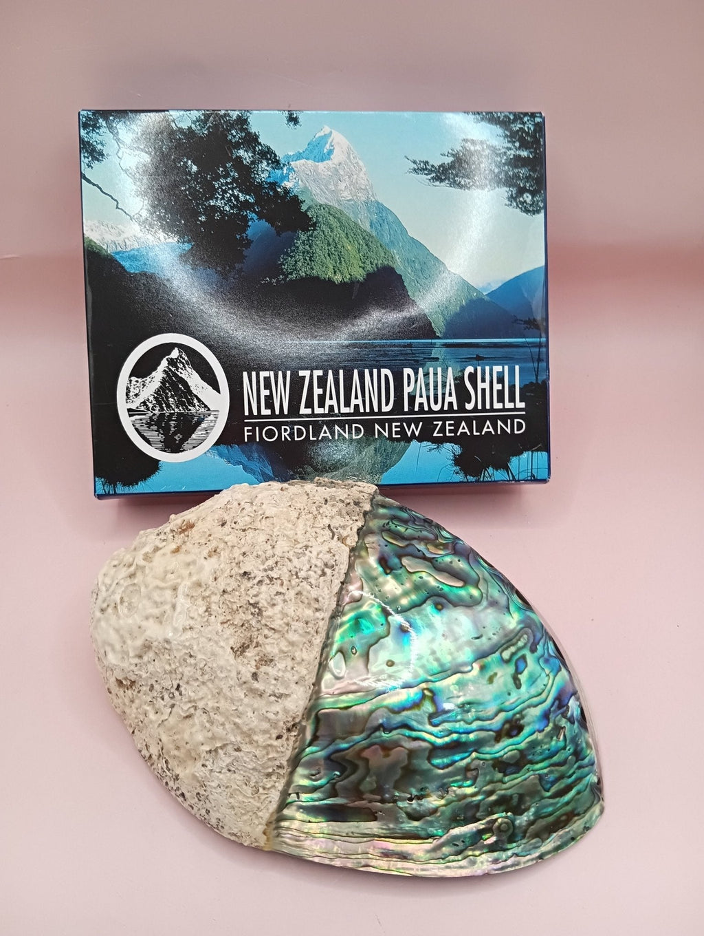Natural New Zealand Paua Shell – Haliotis iris from Fiordland Shells La Vie Bien Natural New Zealand Paua Shell – Haliotis iris from Fiordland