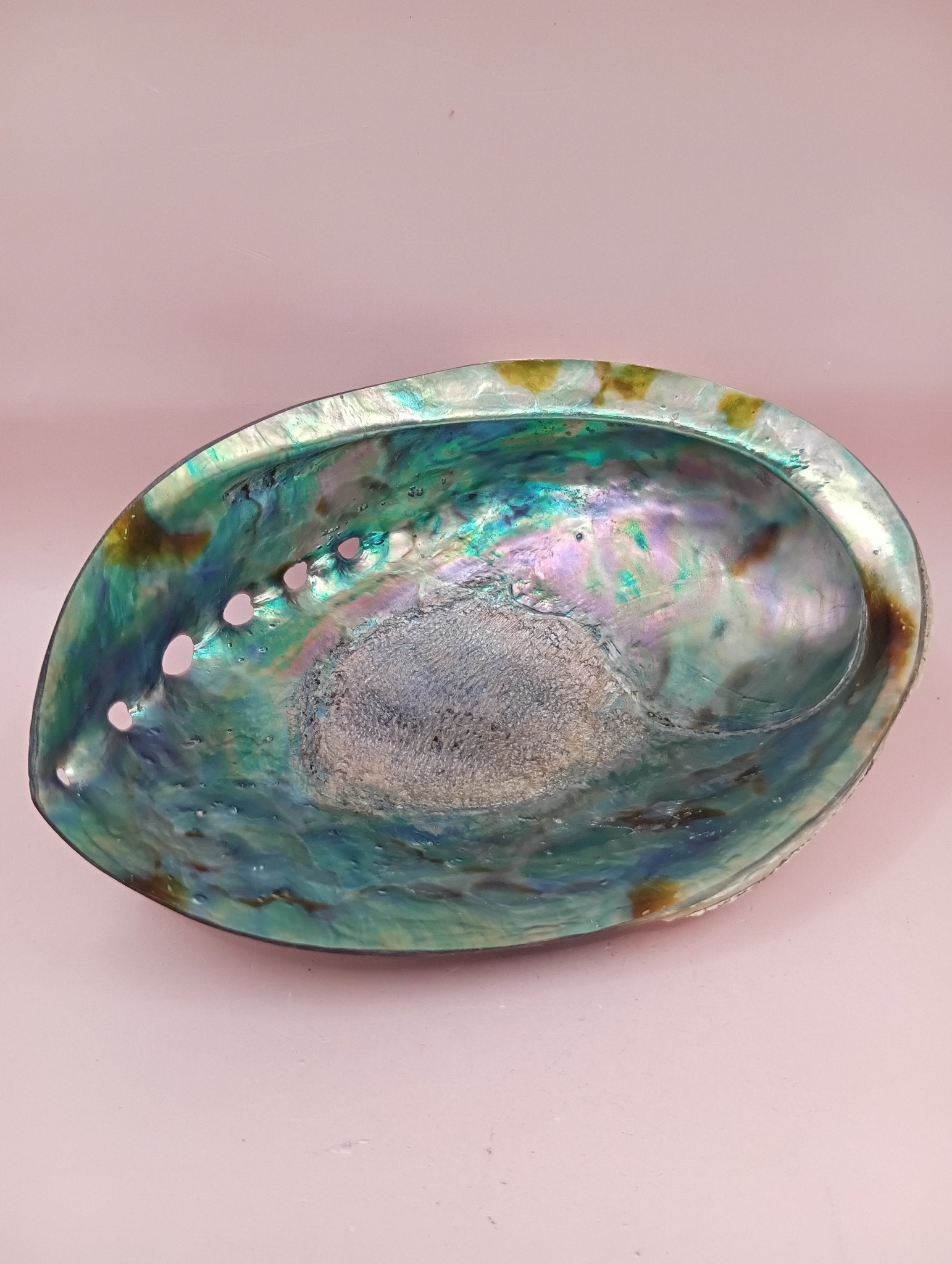 Natural New Zealand Paua Shell – Haliotis iris from Fiordland Shells La Vie Bien Natural New Zealand Paua Shell – Haliotis iris from Fiordland