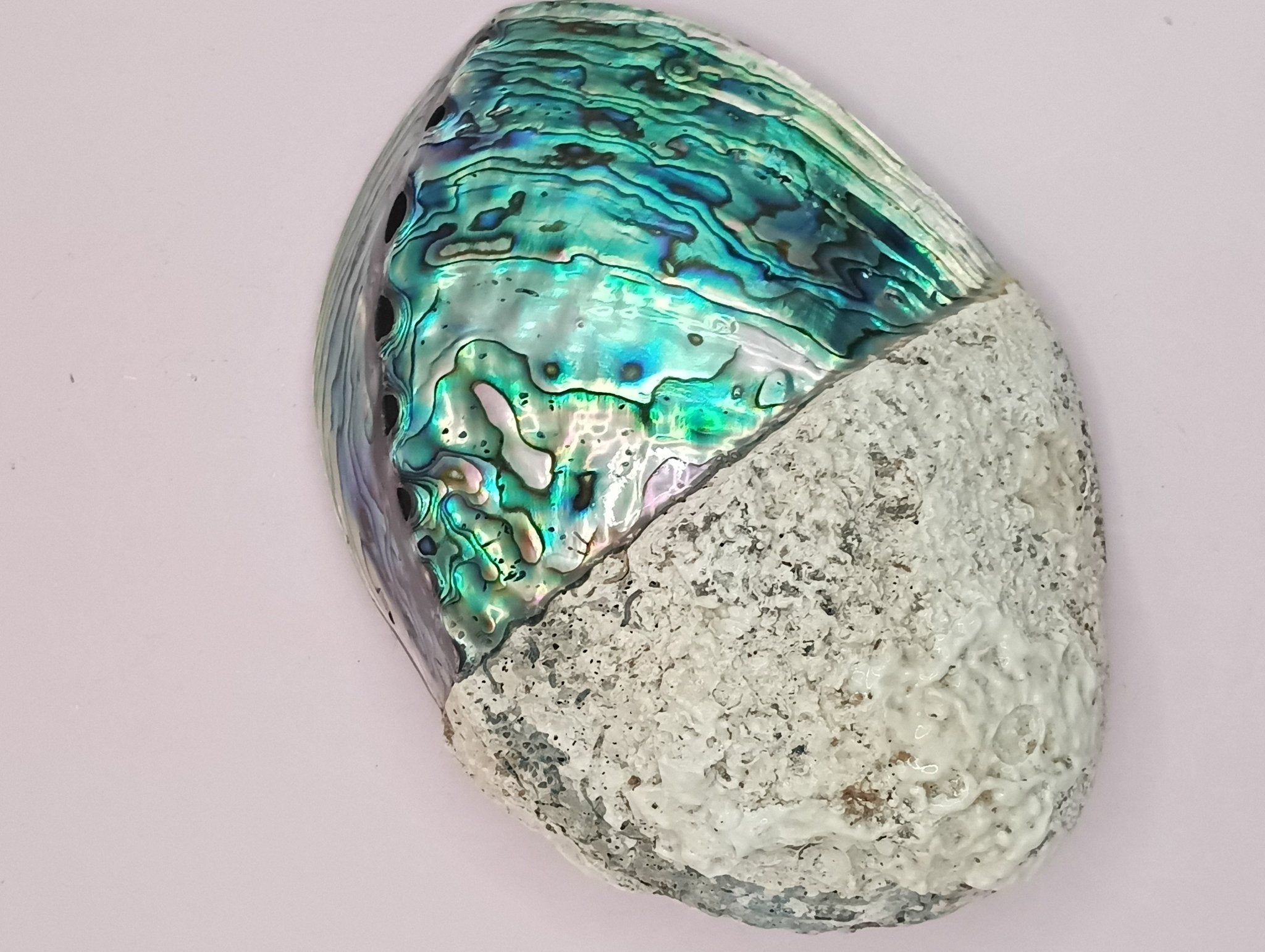 Natural New Zealand Paua Shell – Haliotis iris from Fiordland Shells La Vie Bien Natural New Zealand Paua Shell – Haliotis iris from Fiordland